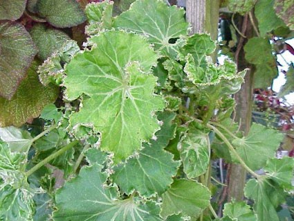 B. ‘Hocking Hustler’